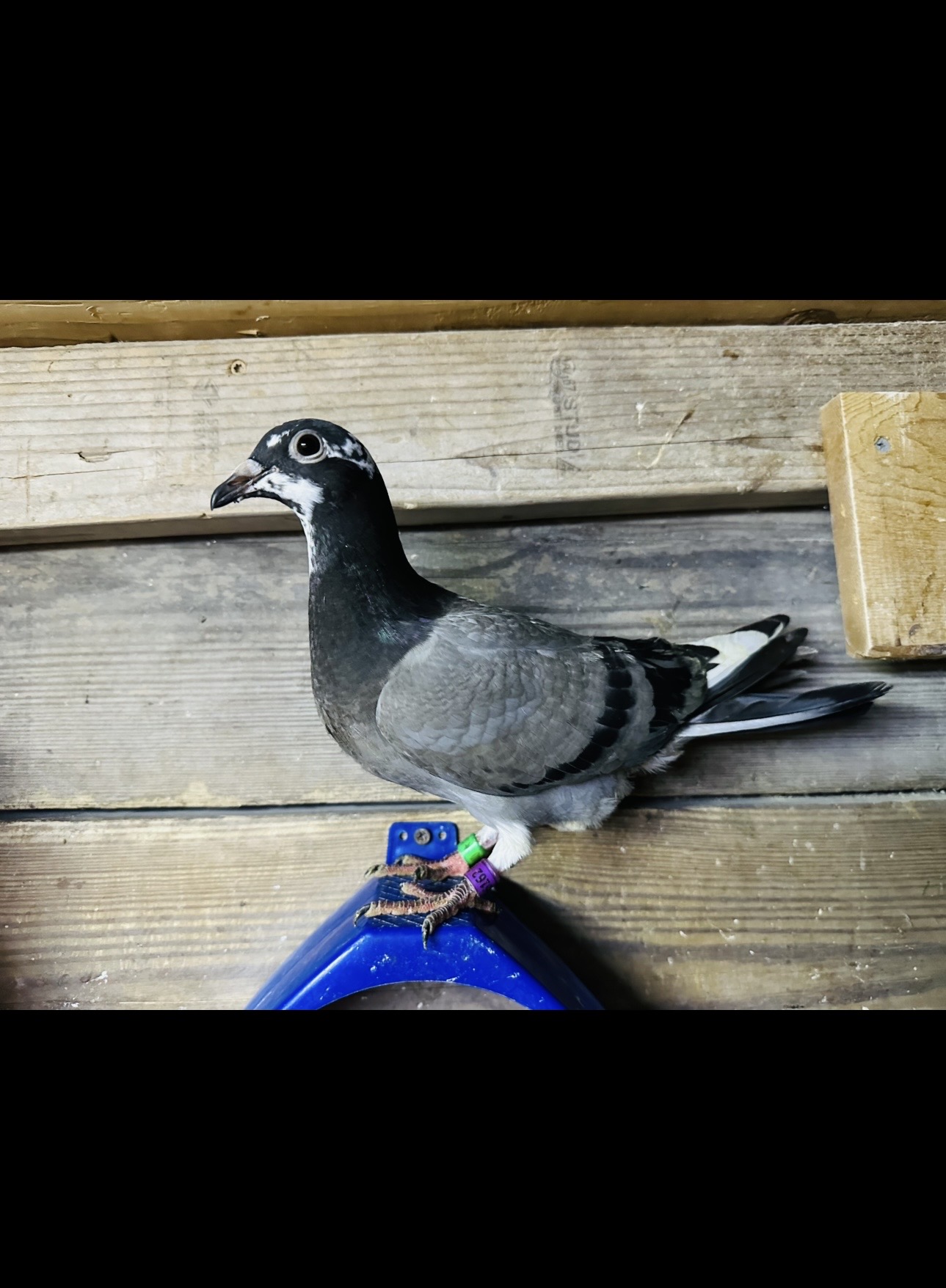 Preview Image 3