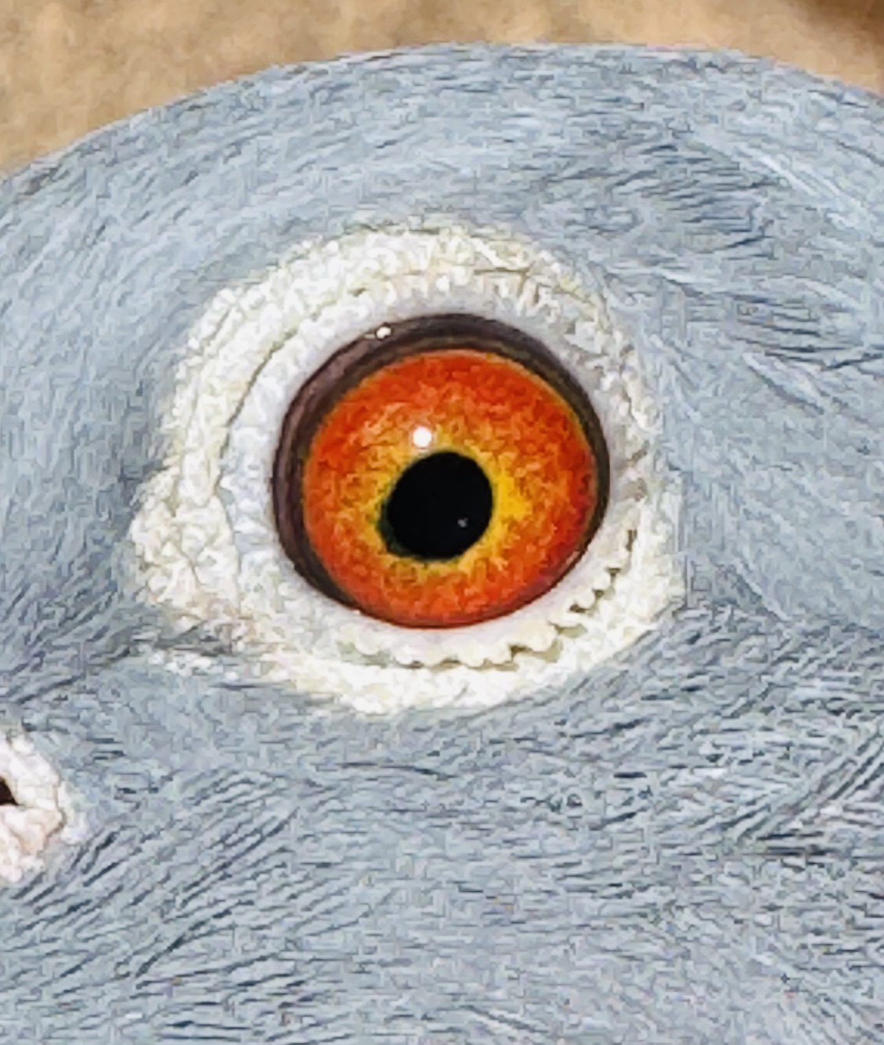 Preview Image 2