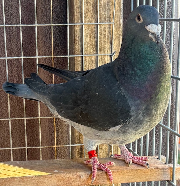 IF-BB-20-356 VELVET 
GURNAY COCK