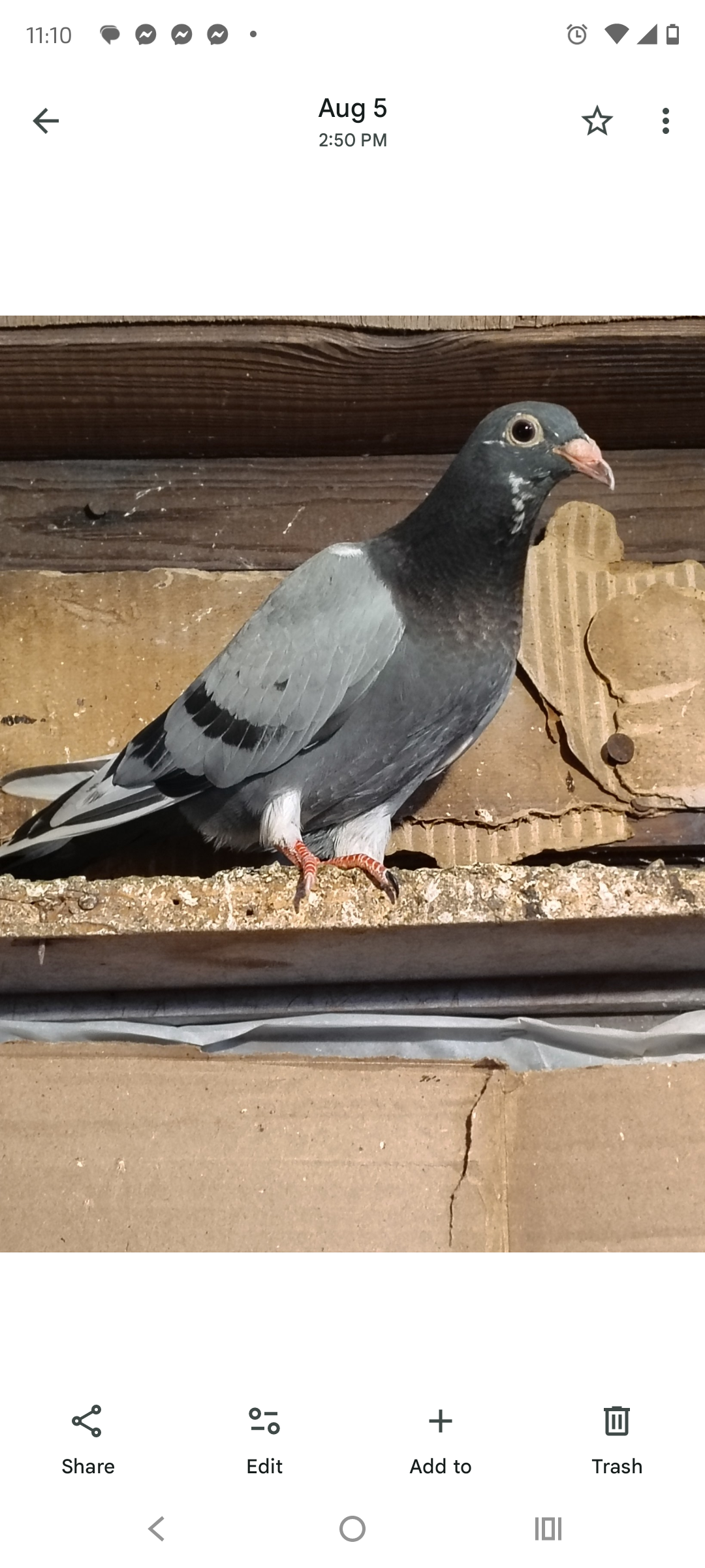 RED DANIEL DYNASTY BLOOD THE BEST STAFF VAN REETS A YOUNG BIRD 