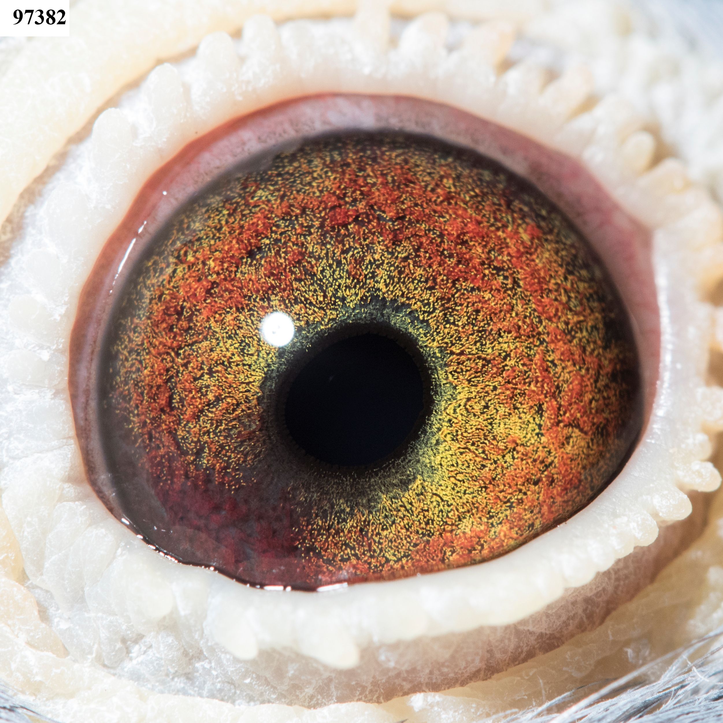 Preview Image 6