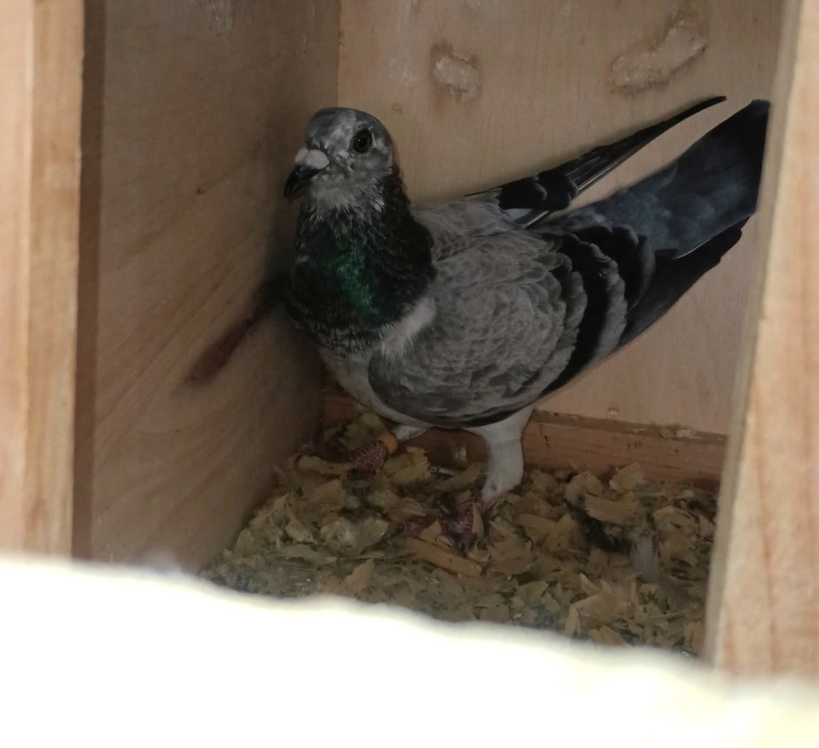 Preview Image 3