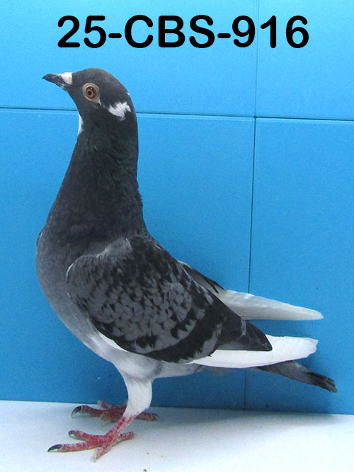 25-CBS-916 Blue check splash hen. 