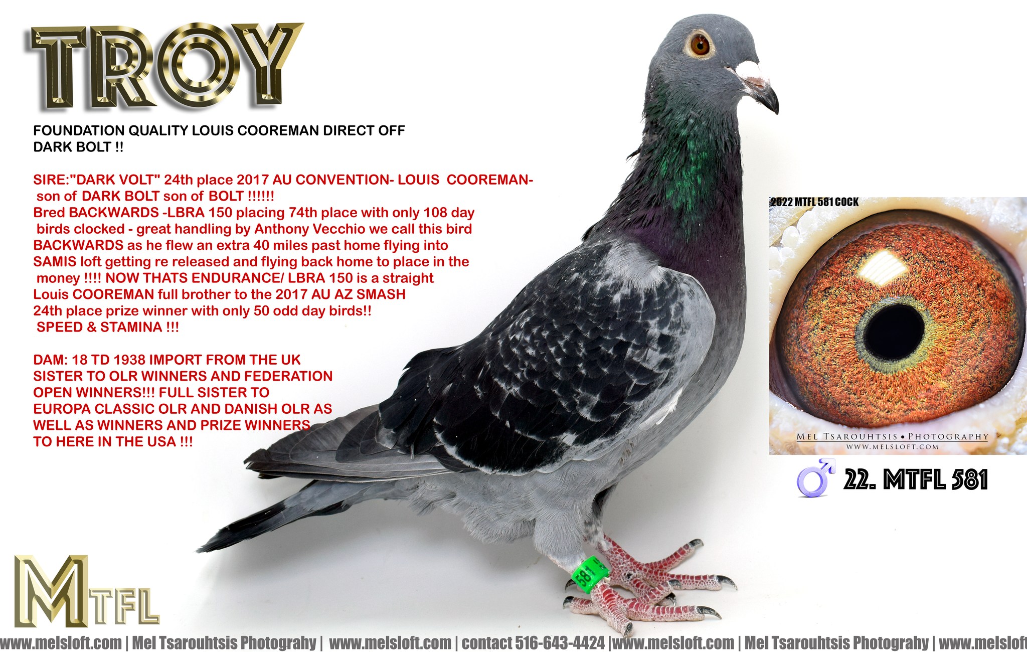 iPigeon.com - Racing Pigeon Auction