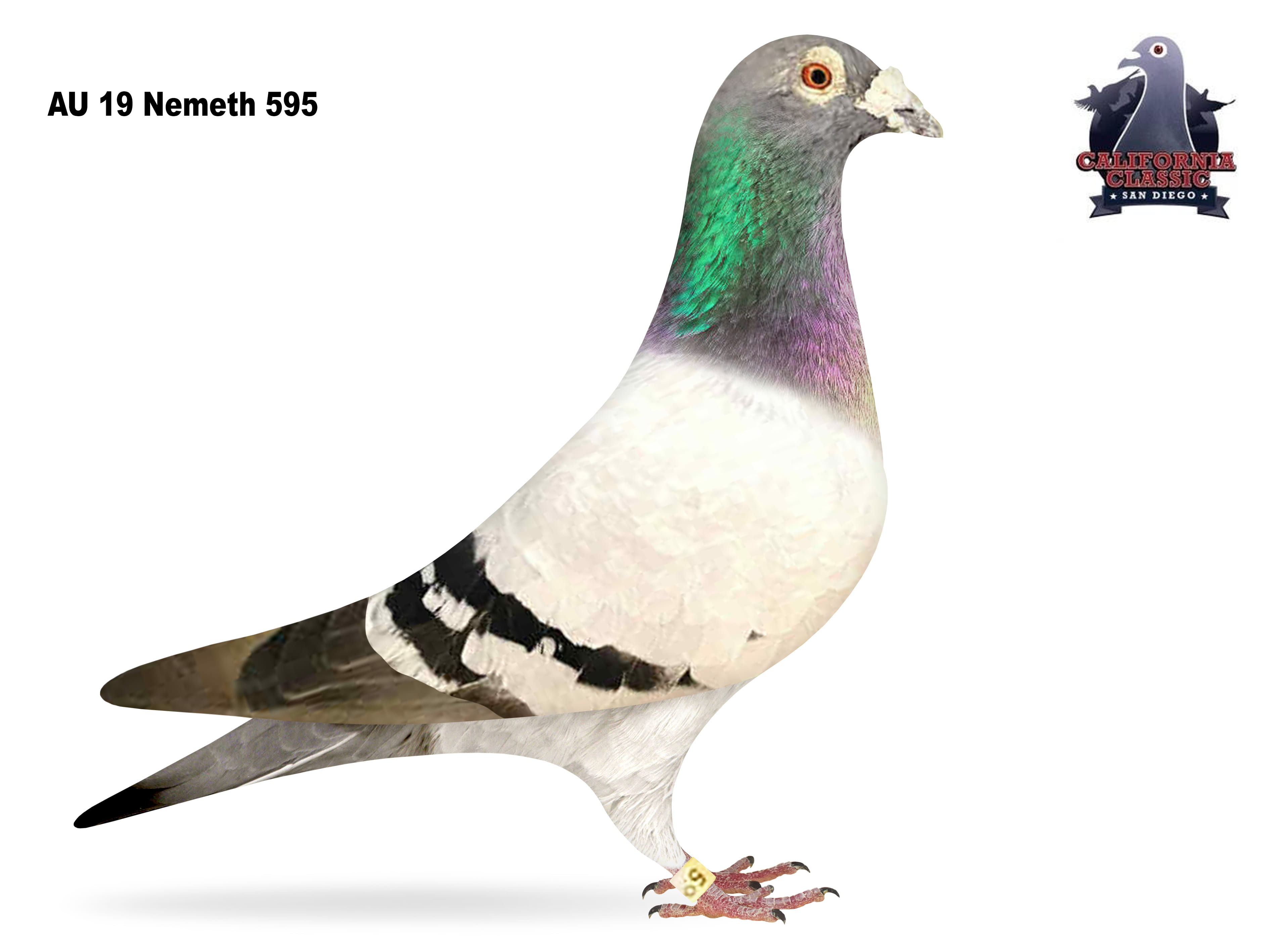 Lot 11. 2019 Nemeth 595 Cock