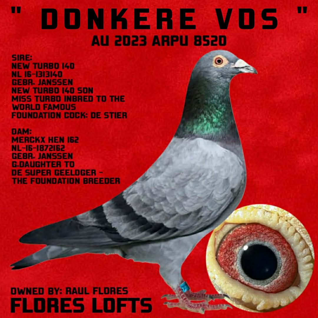janssen cock 