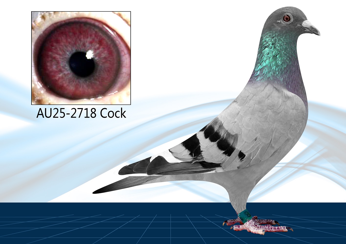 AZ25-2718(Cock) Click Pair