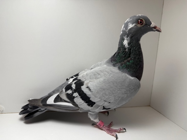 INBRED WOLVERINE LINES