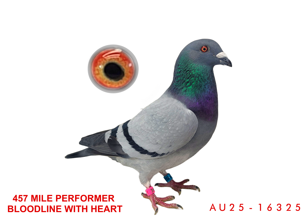 457 Mile Performer Bloodline