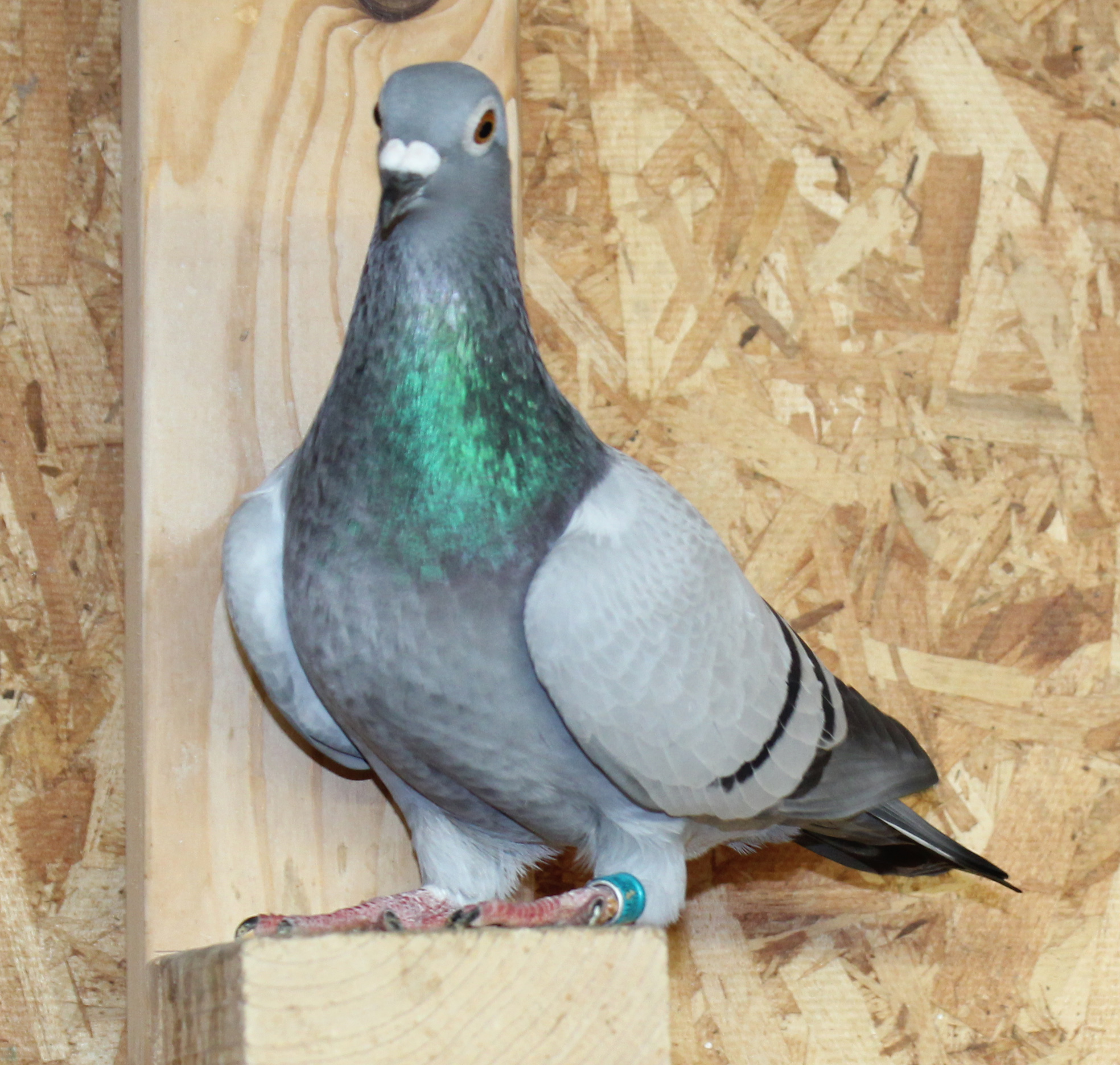 Magic Maker, Sagan, Koopman Gaby