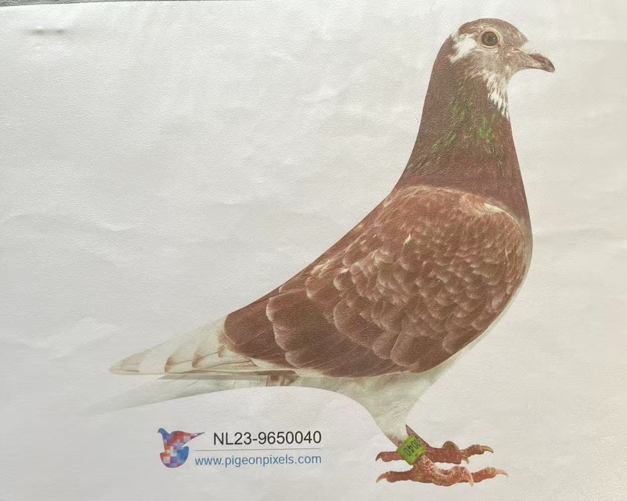 NL23-9650040 “GREIPEL HEN 040” 