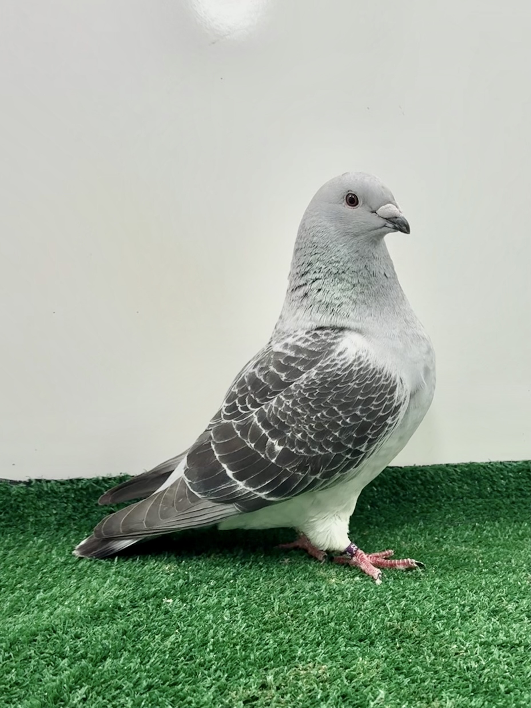 Hard to find these powder black ch