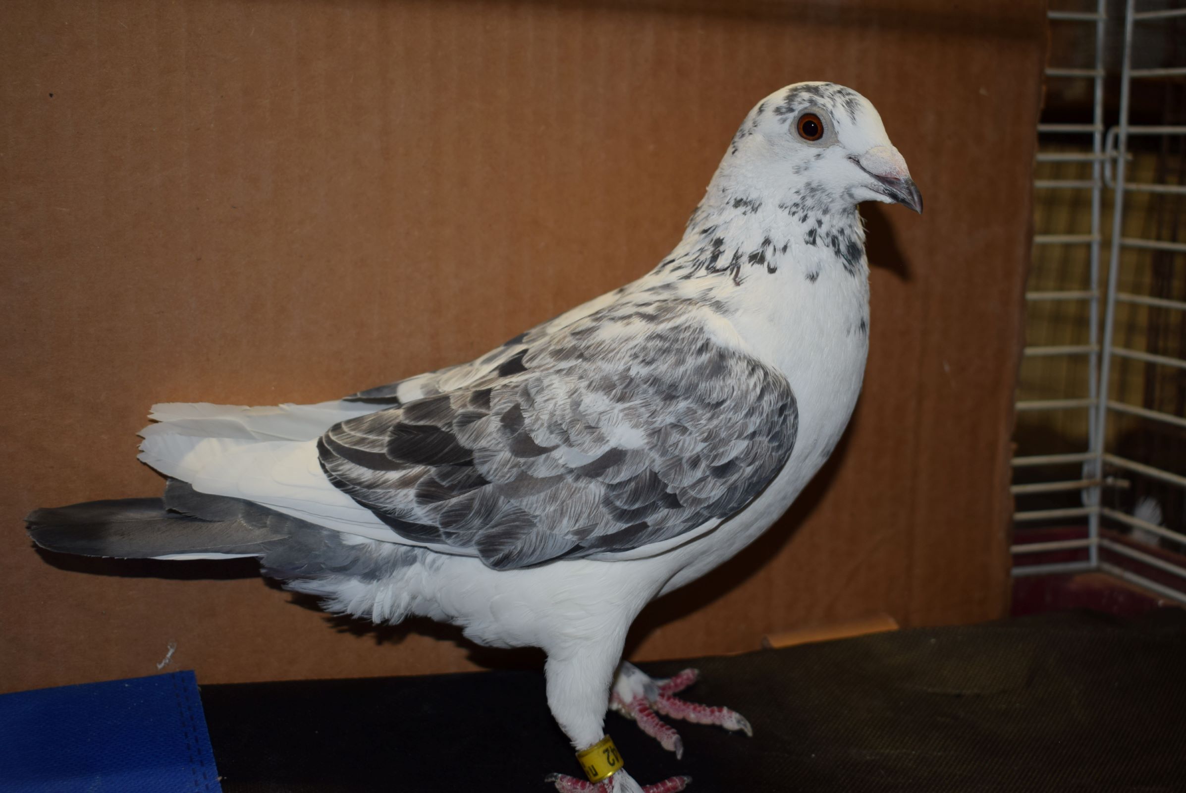 iPigeon.com - Racing Pigeon Auction