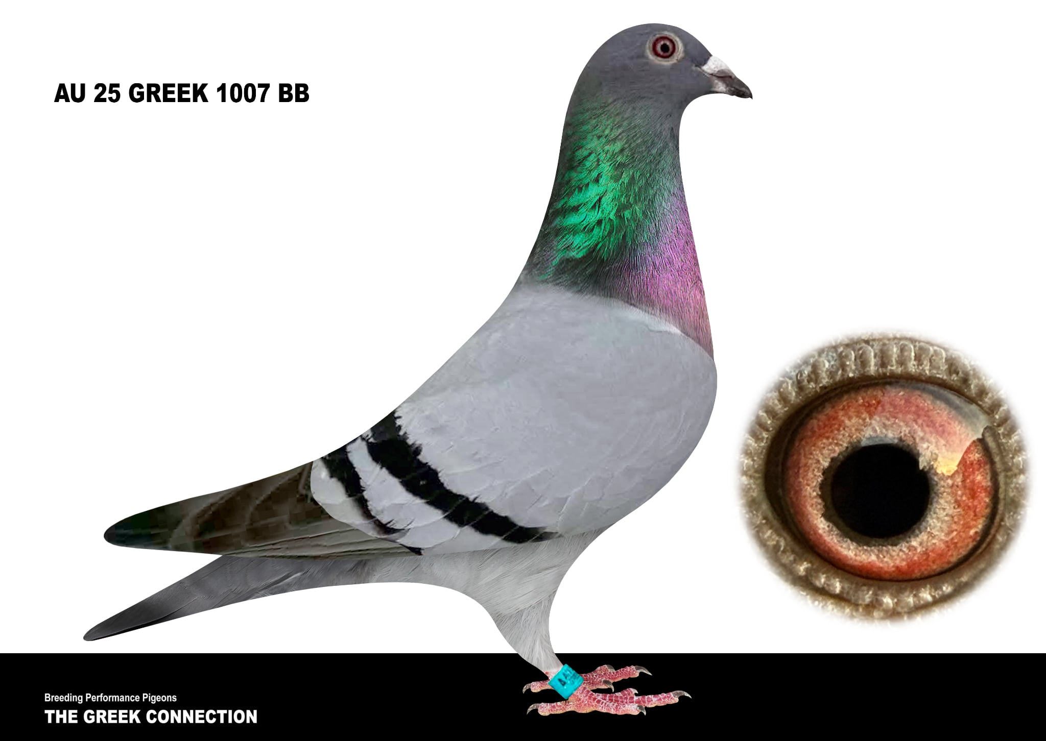 AU 25 GREEK 1007 BB HEN 