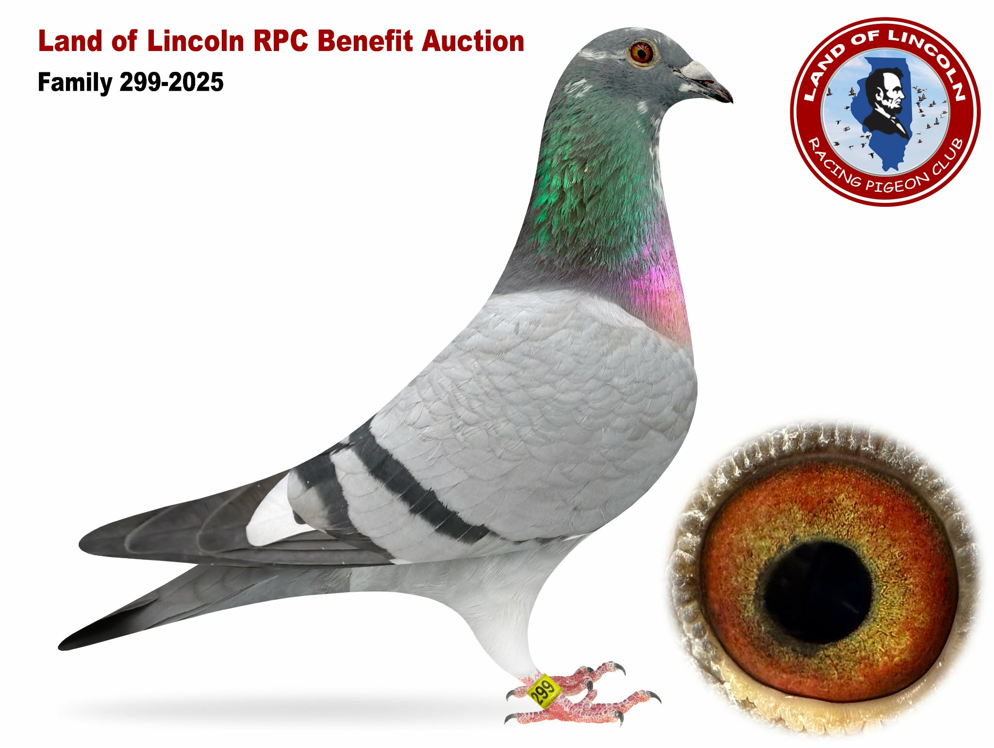 AU 25 FAMILY 299 BBWF Hen