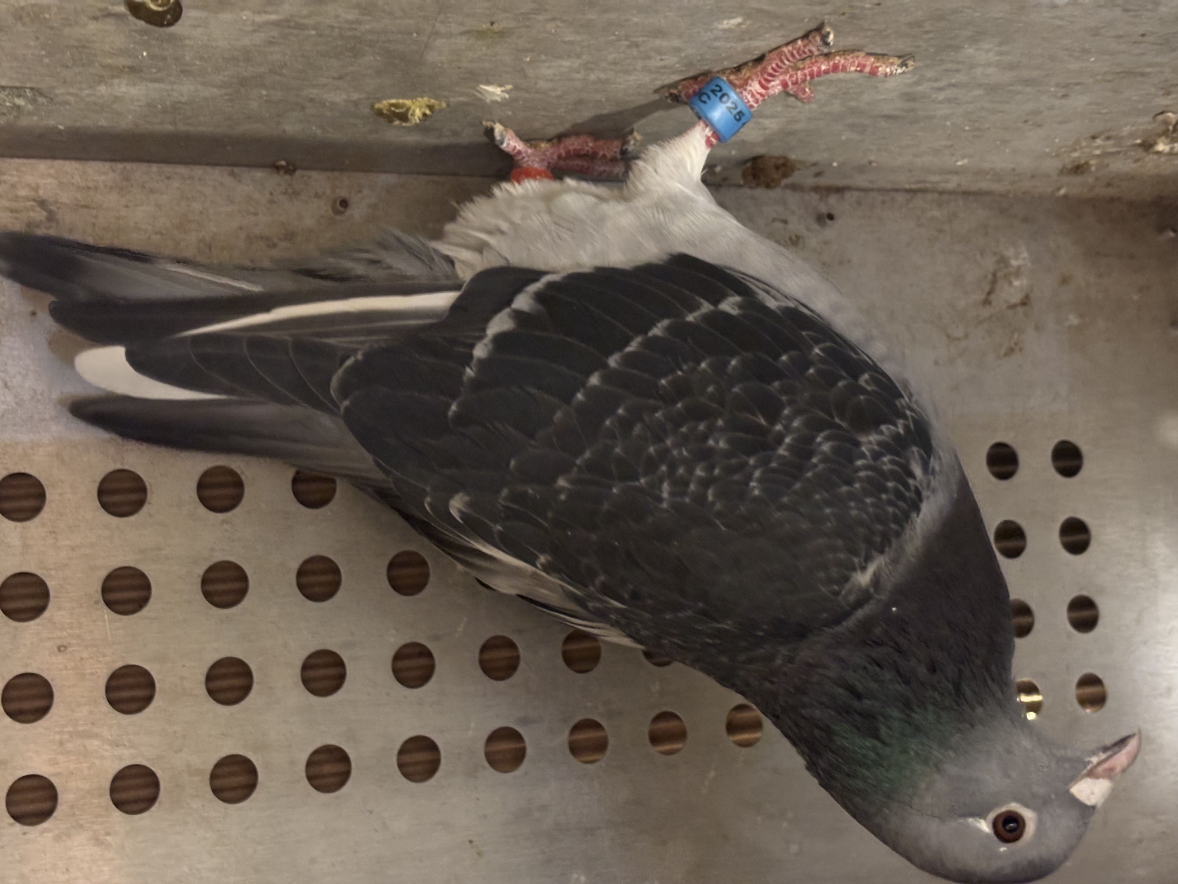 Super van Aarden from Van Alphen loft 