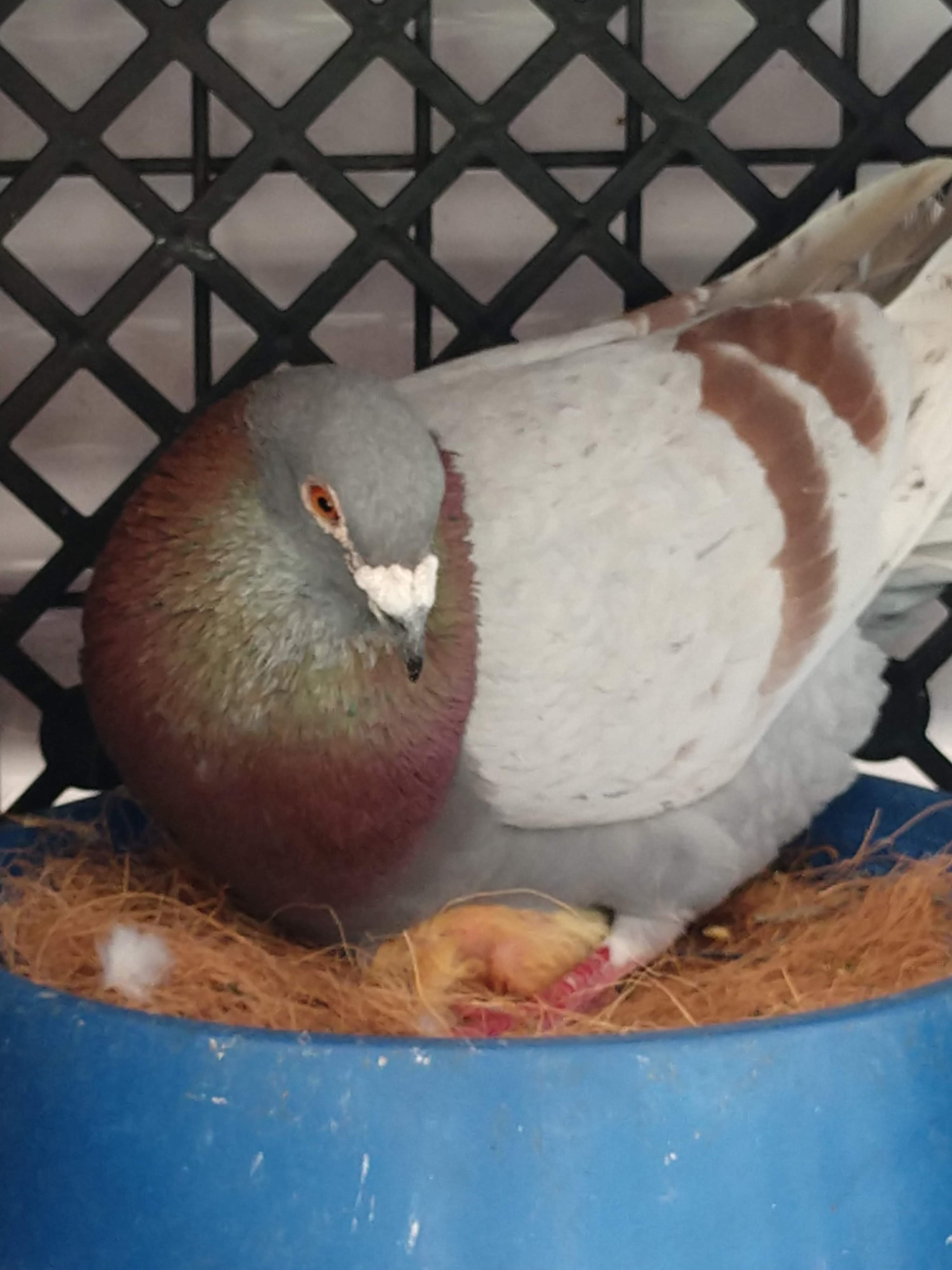 2 Mystery Birds