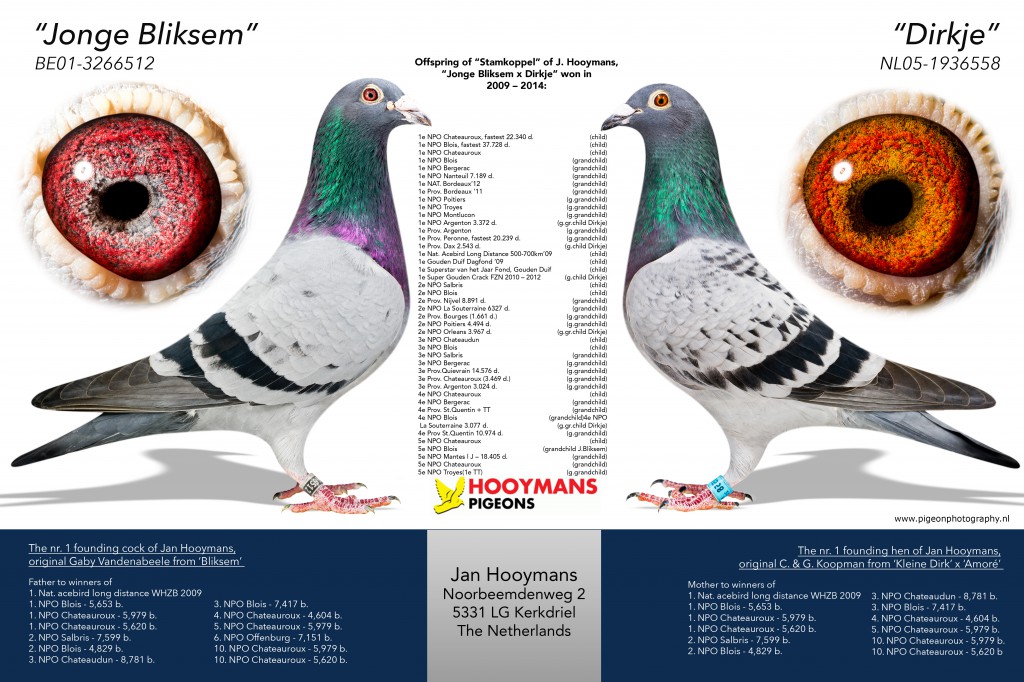 Preview Image 7