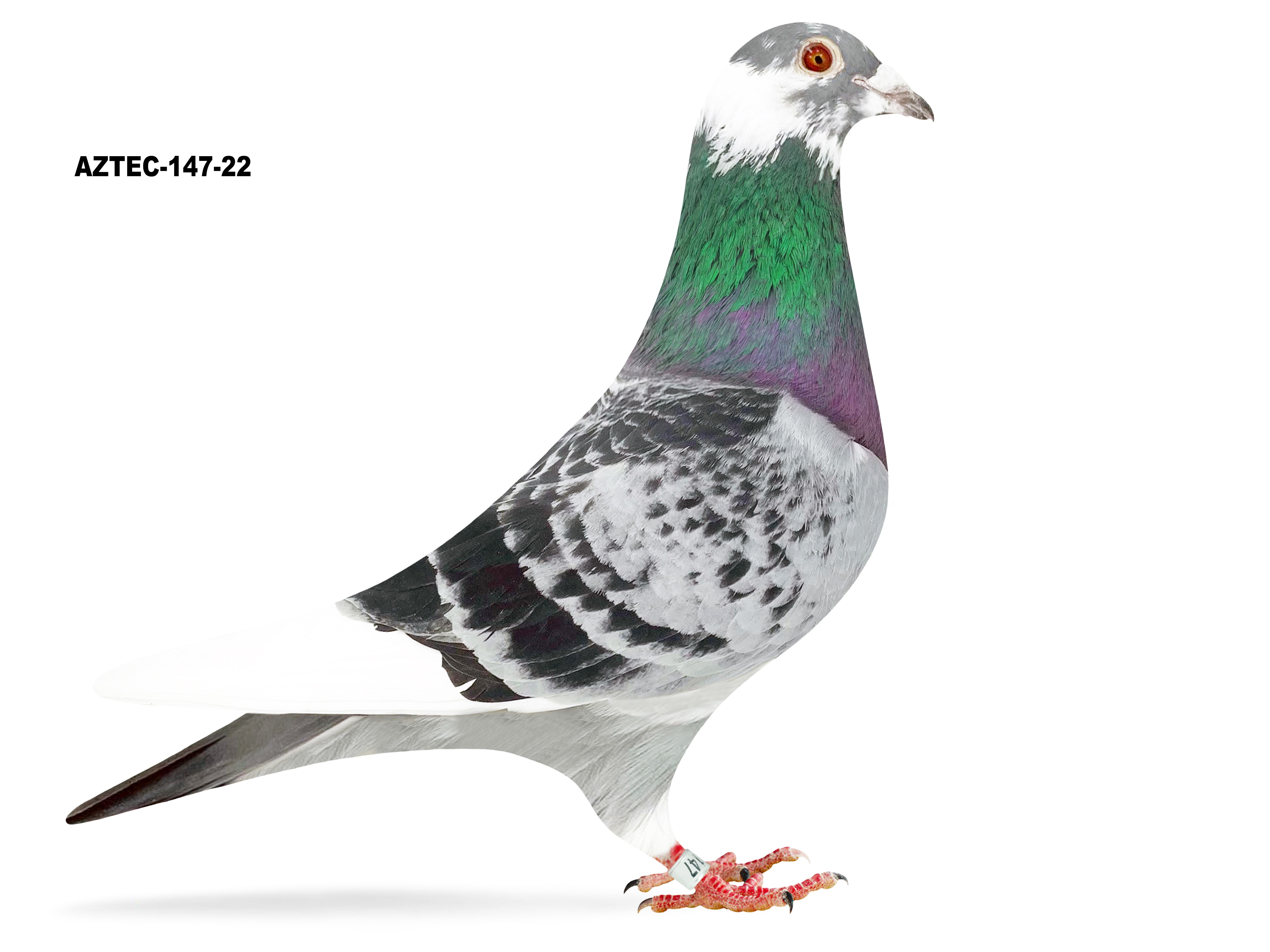 その他 Pigeon pochitto iPigeon.com - Racing Pigeon Auction