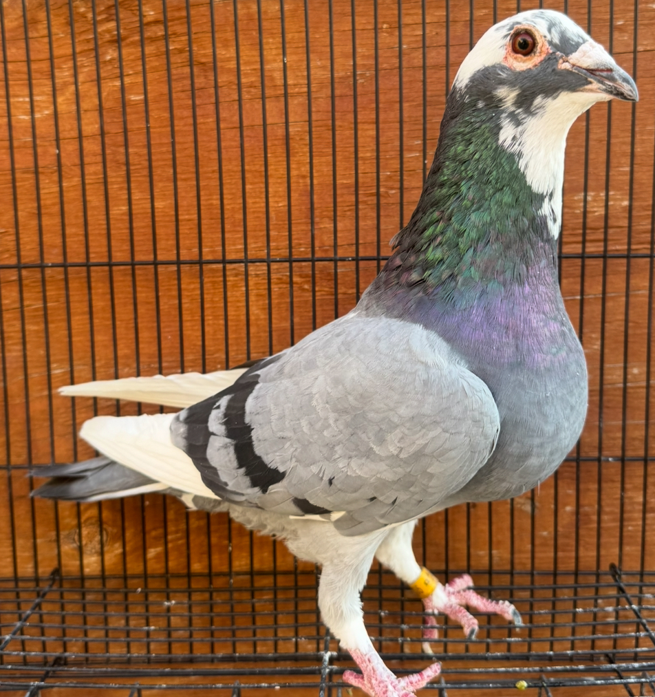 Ganus Sharky  X mueleman van reet cock