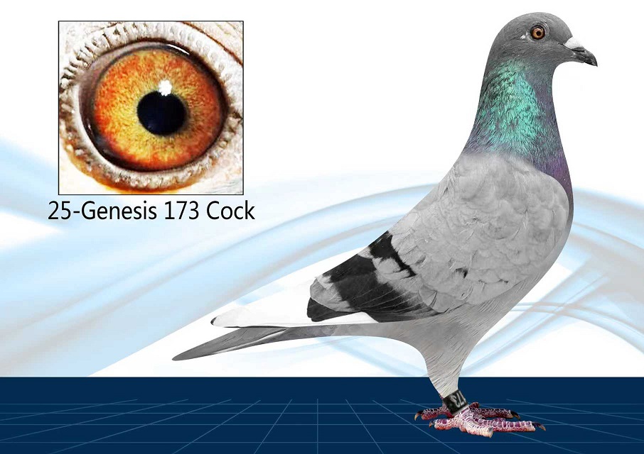 25-173(Cock) Inbred Thomas 6