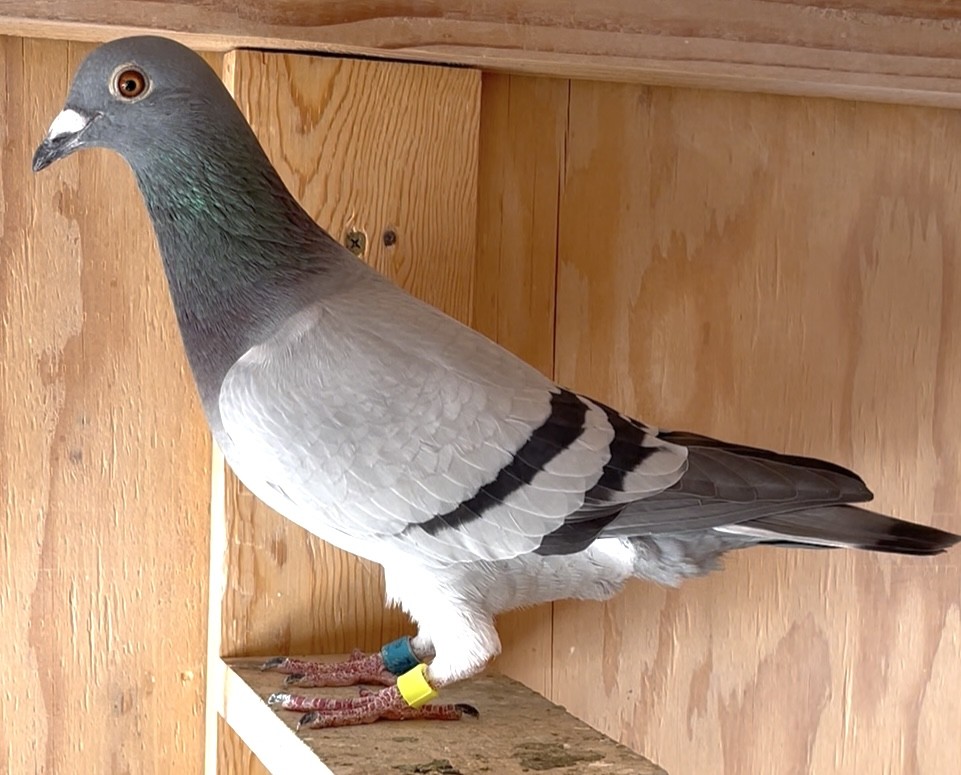 Grandkid of Night Angel/ Little Miss Nikki