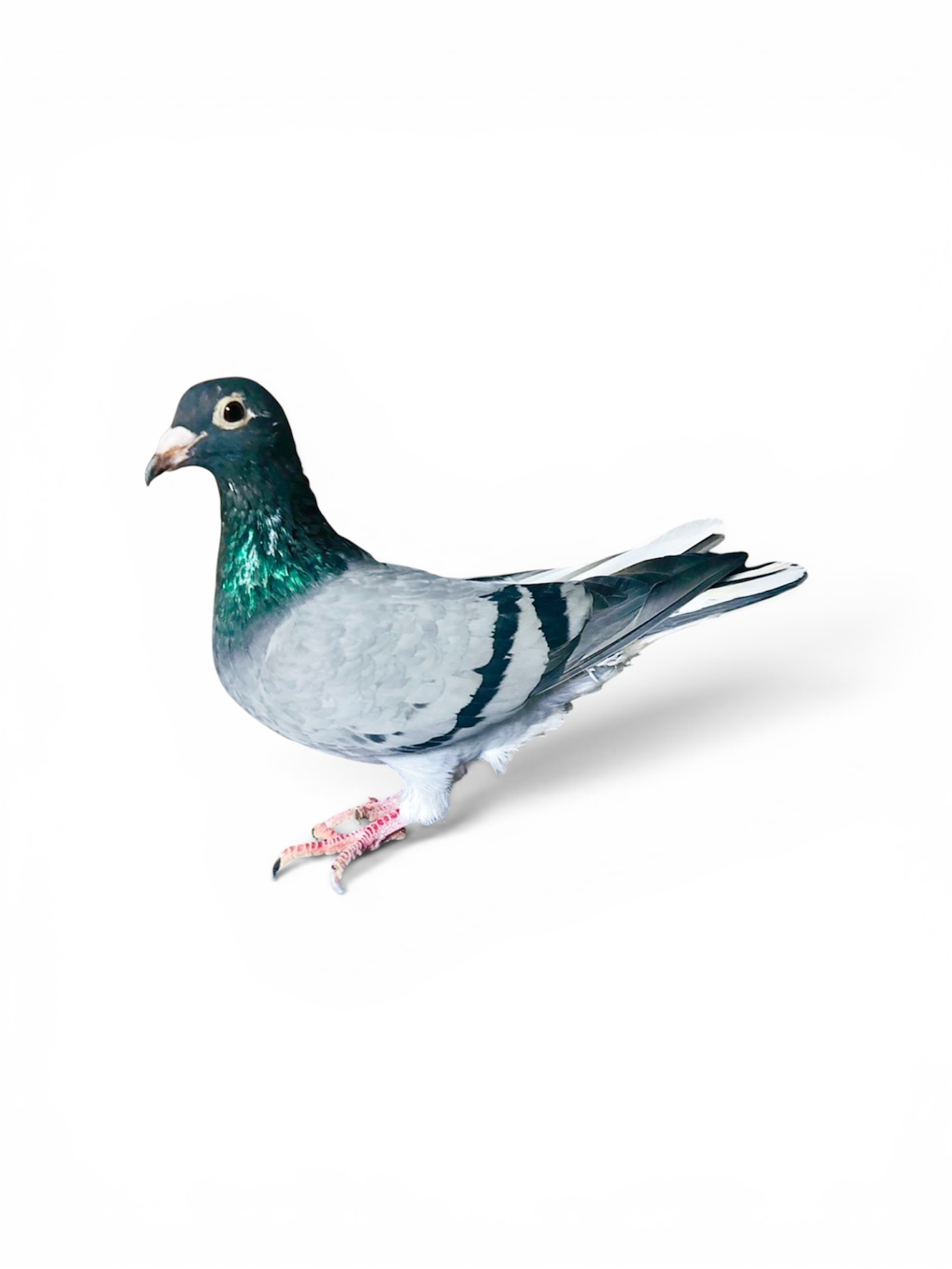 Thorstern Daum Diamond pair/ Inbred Harry/Birdy/Doc Holiday 1st Place Golden Algarve OLR Winner