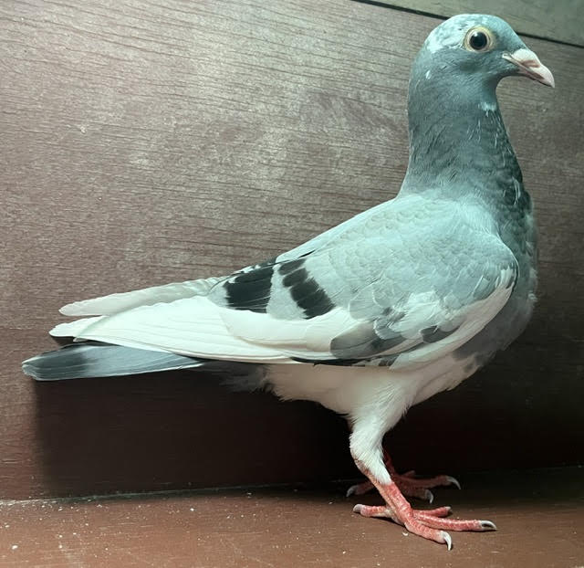 LATE HATCH SQUEAKER OFF IMPORT