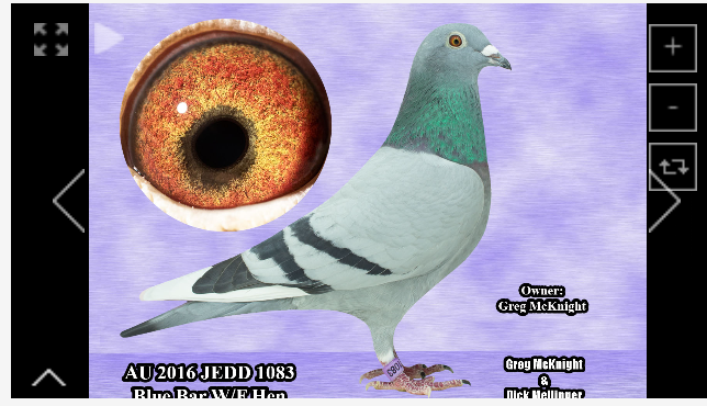 Greg micknight hen 1083.very special Bird 