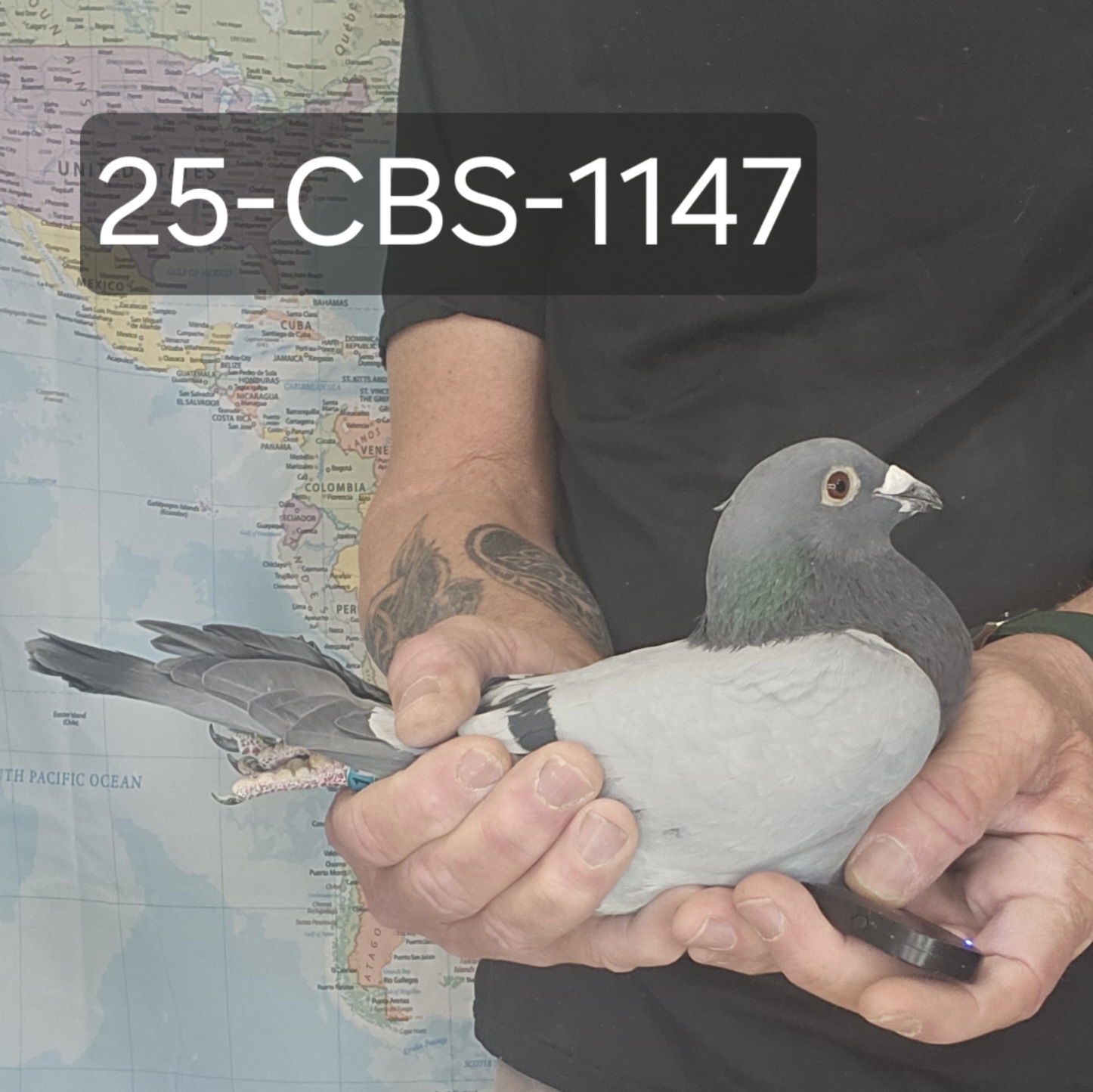 25-CBS-1147 Blue hen. 