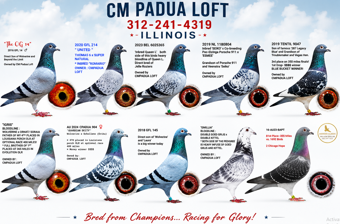 CM PADUA LOFT BIRDS