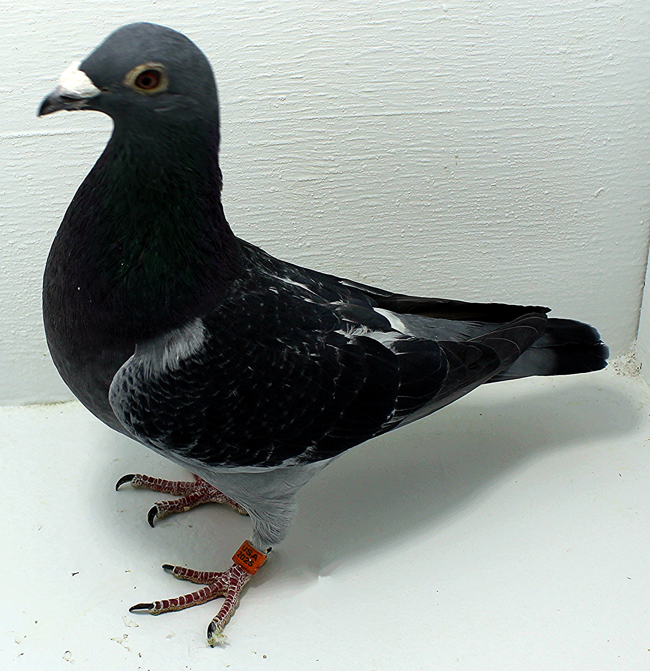 40 USA 2025 Pure Paul Sion