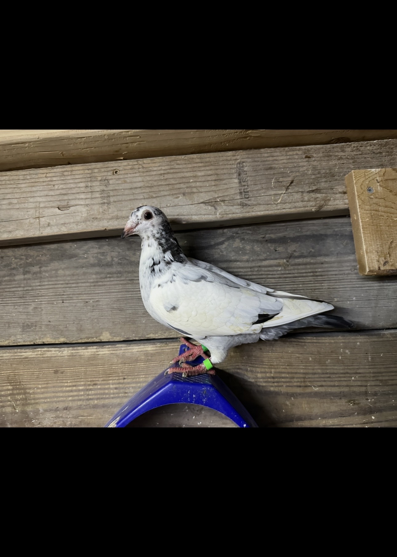 Preview Image 2