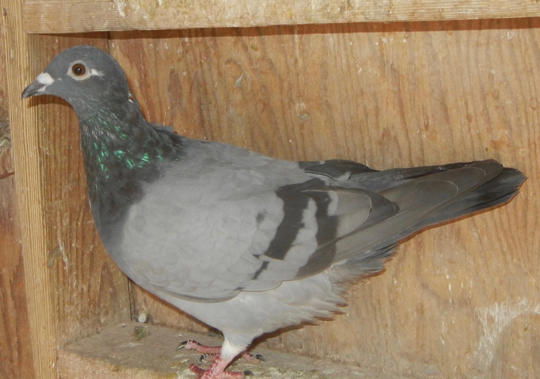 Preview Image 3