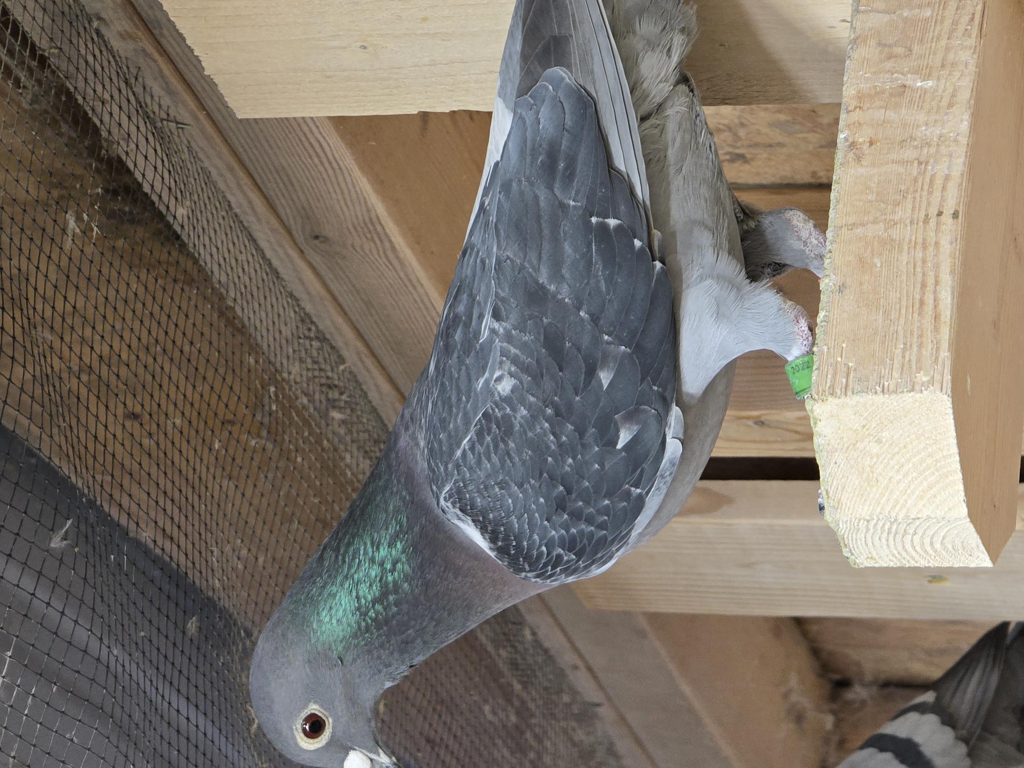 IF 2022 AFL 42 - Hen