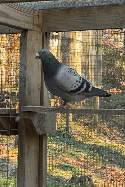 NL 17 1819870 Granddaughter Nieuwe Olympiade