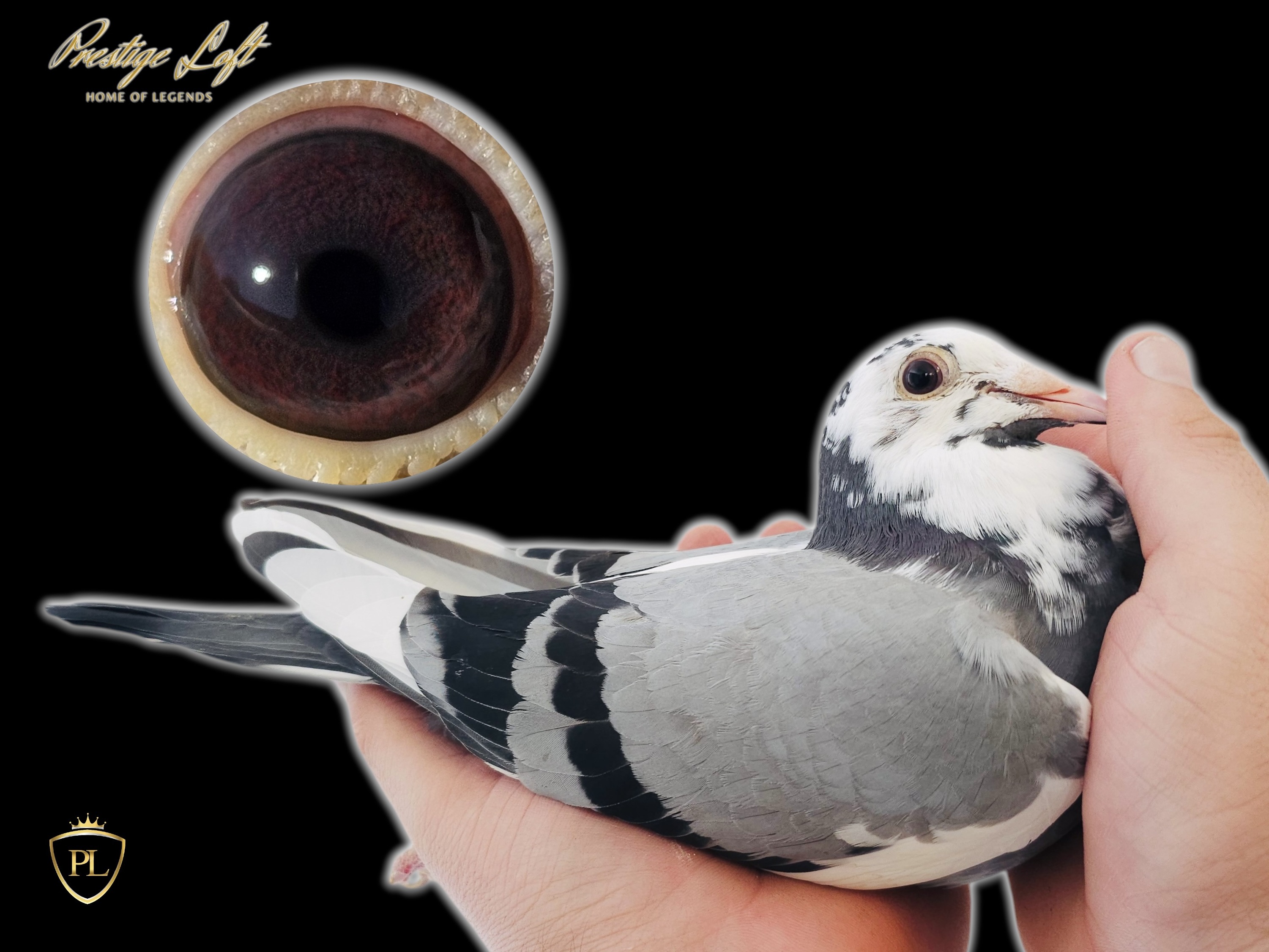 G-DAM>2ND ACE PIGEON CAMELLIA COMB OB 