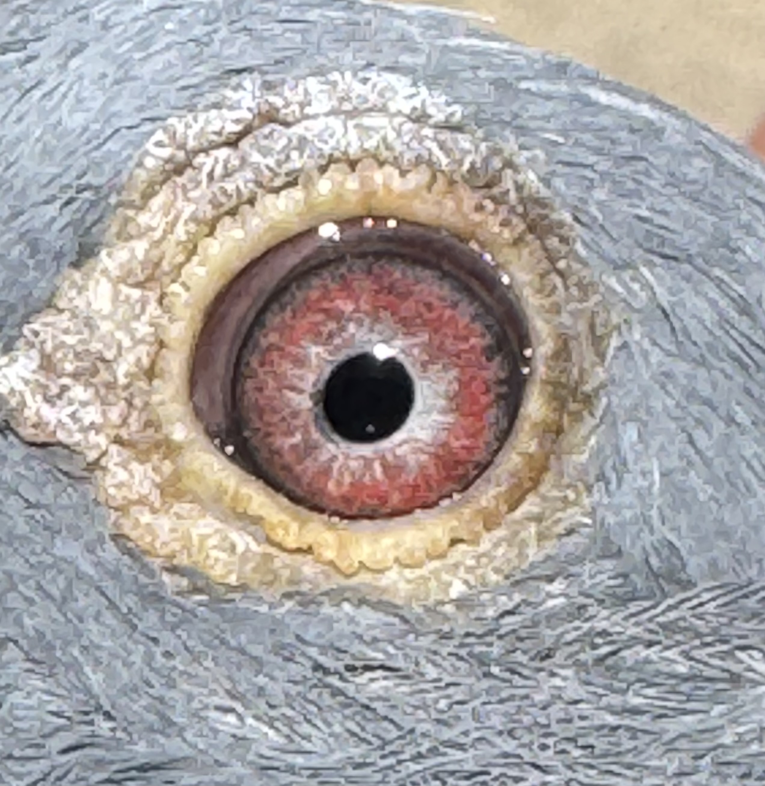 Preview Image 2