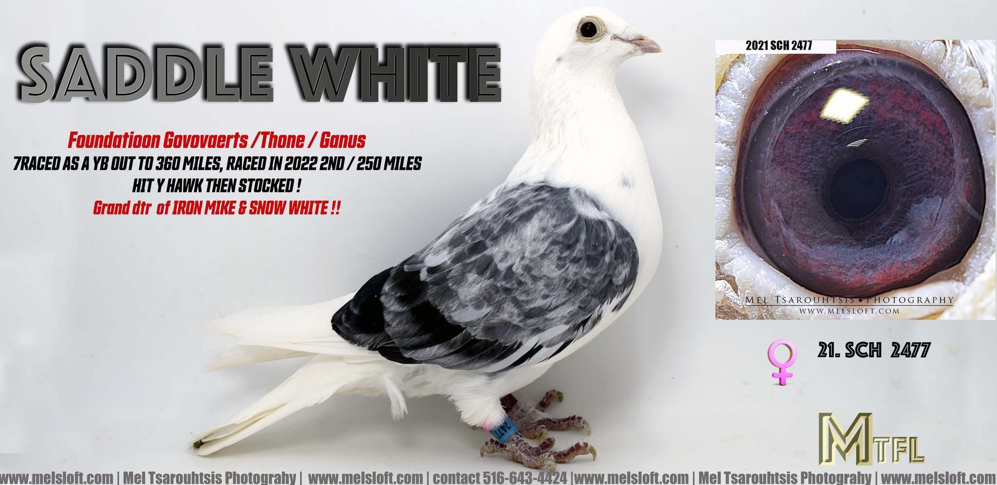 2021 SCH 2477 grizzle hen - proven racer !!!!