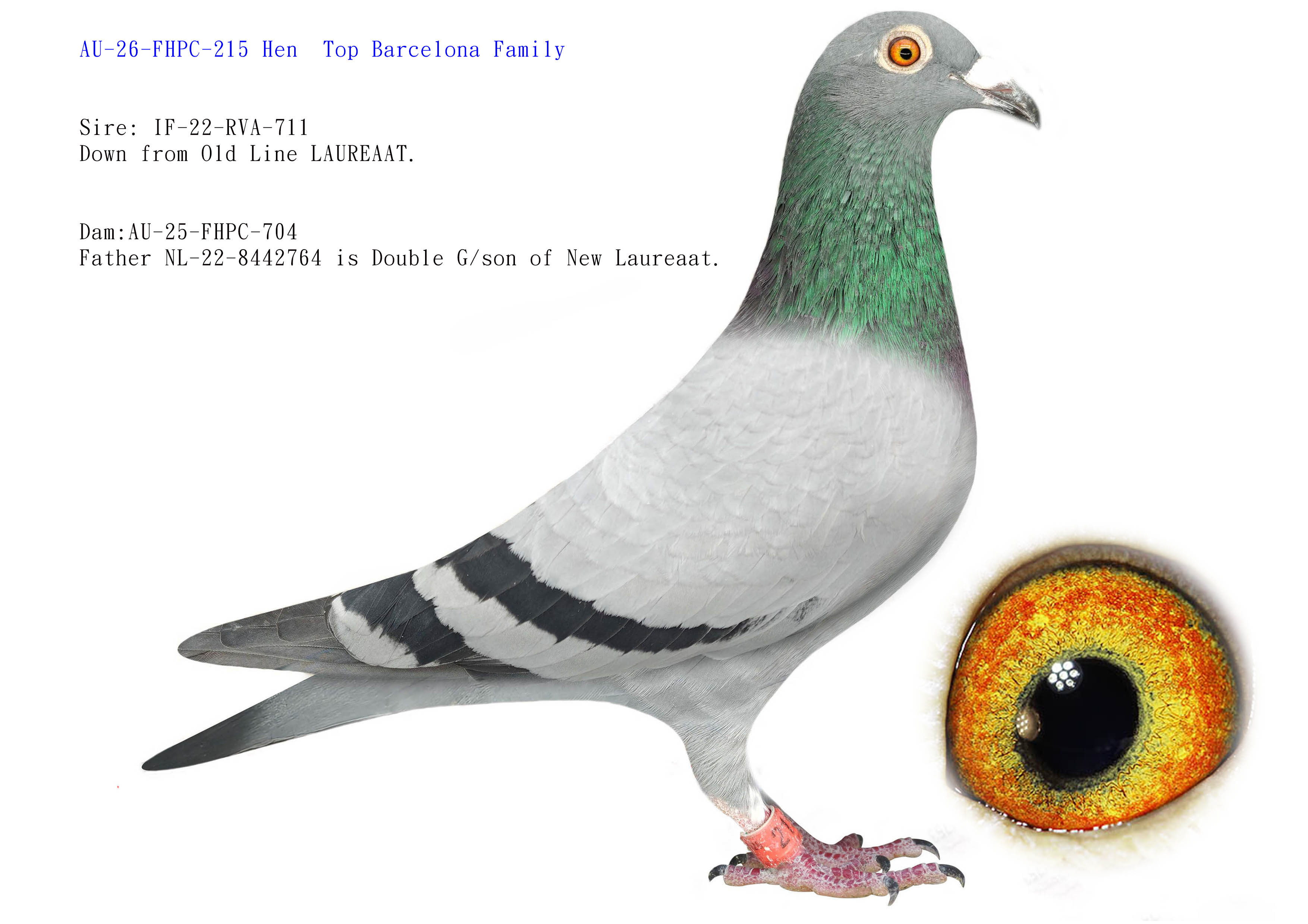 Preview Image 1