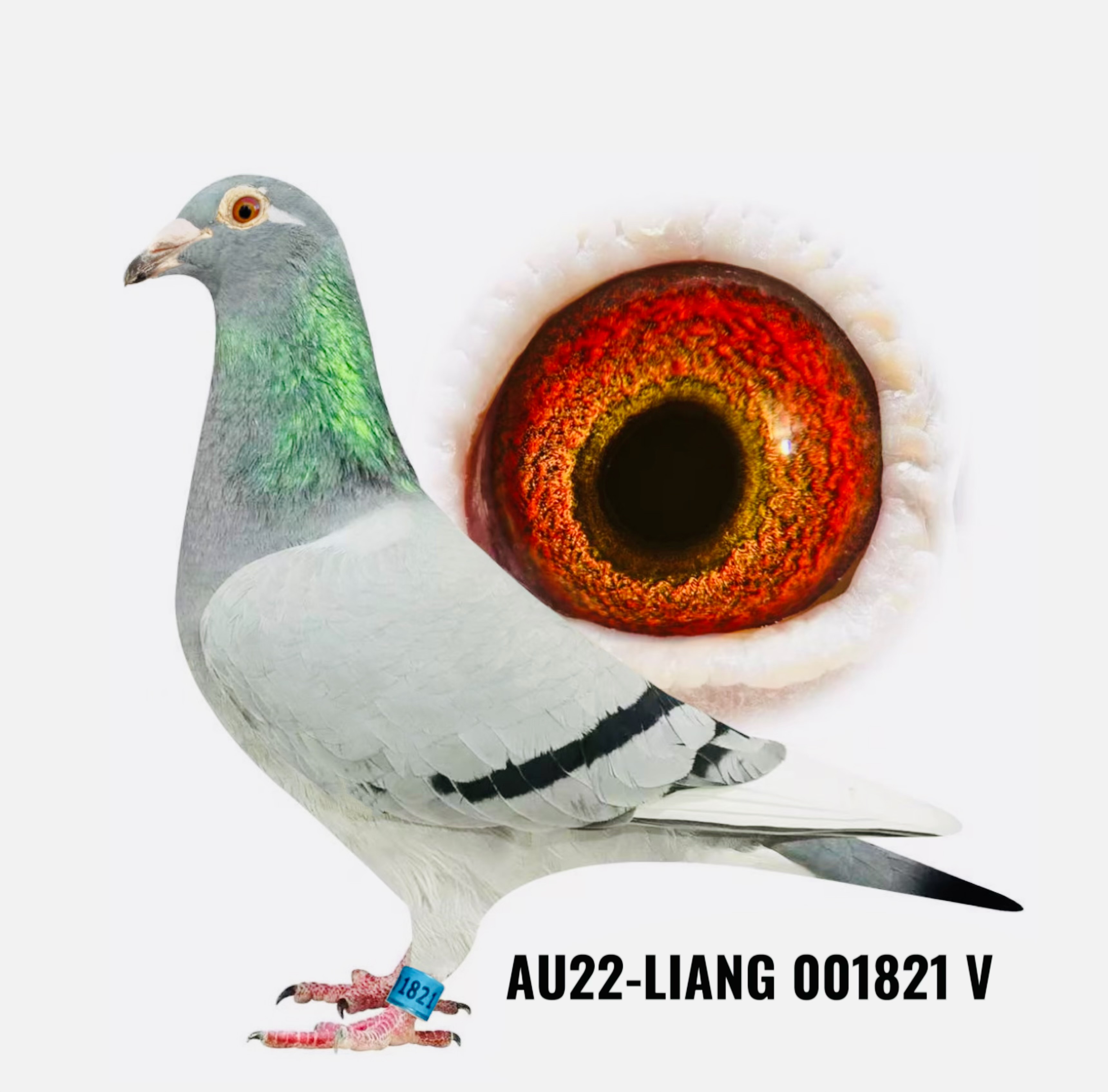 KITTEL OLYMPIC 821
Flanders Collection