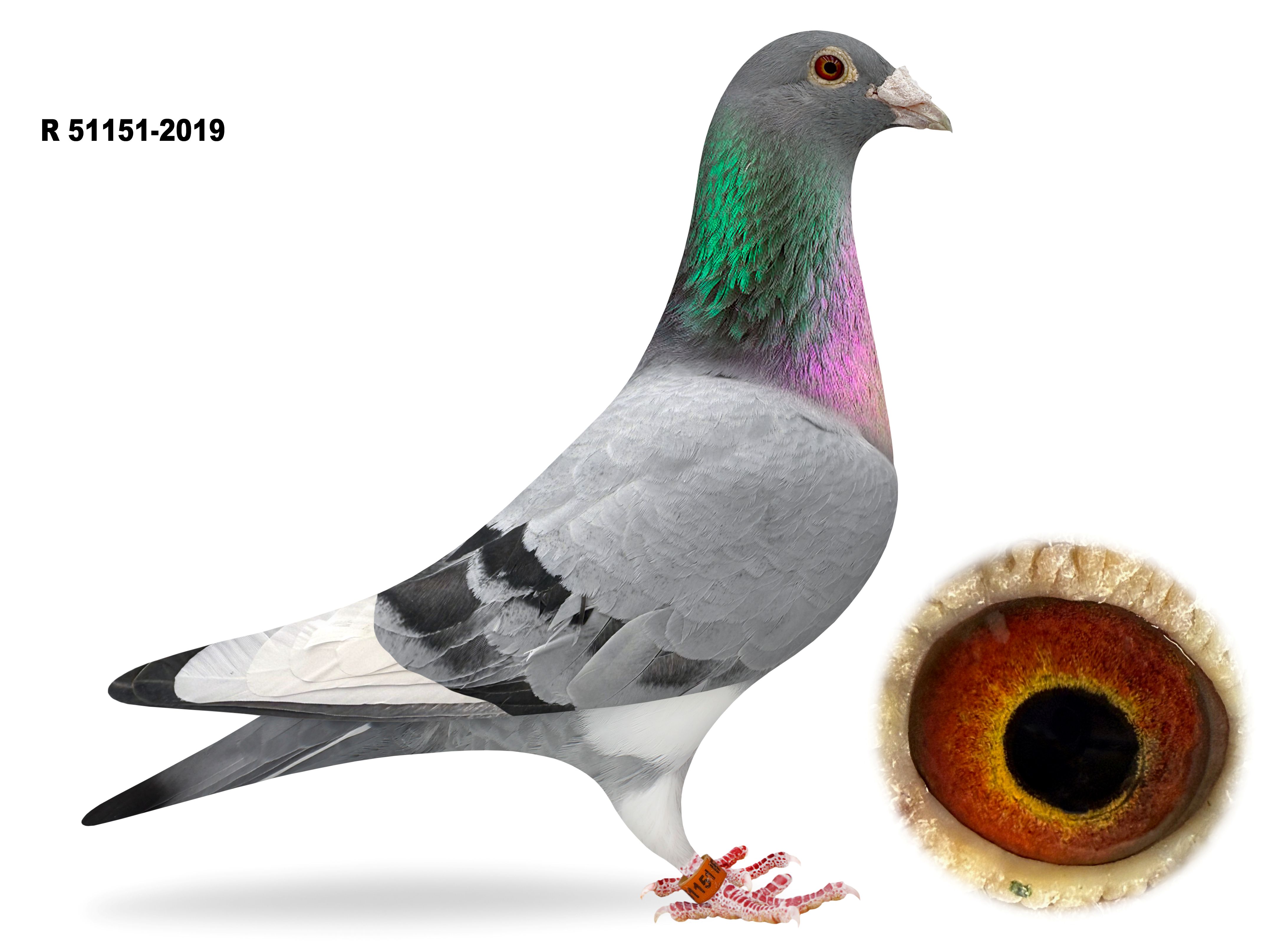 R 51151-2019