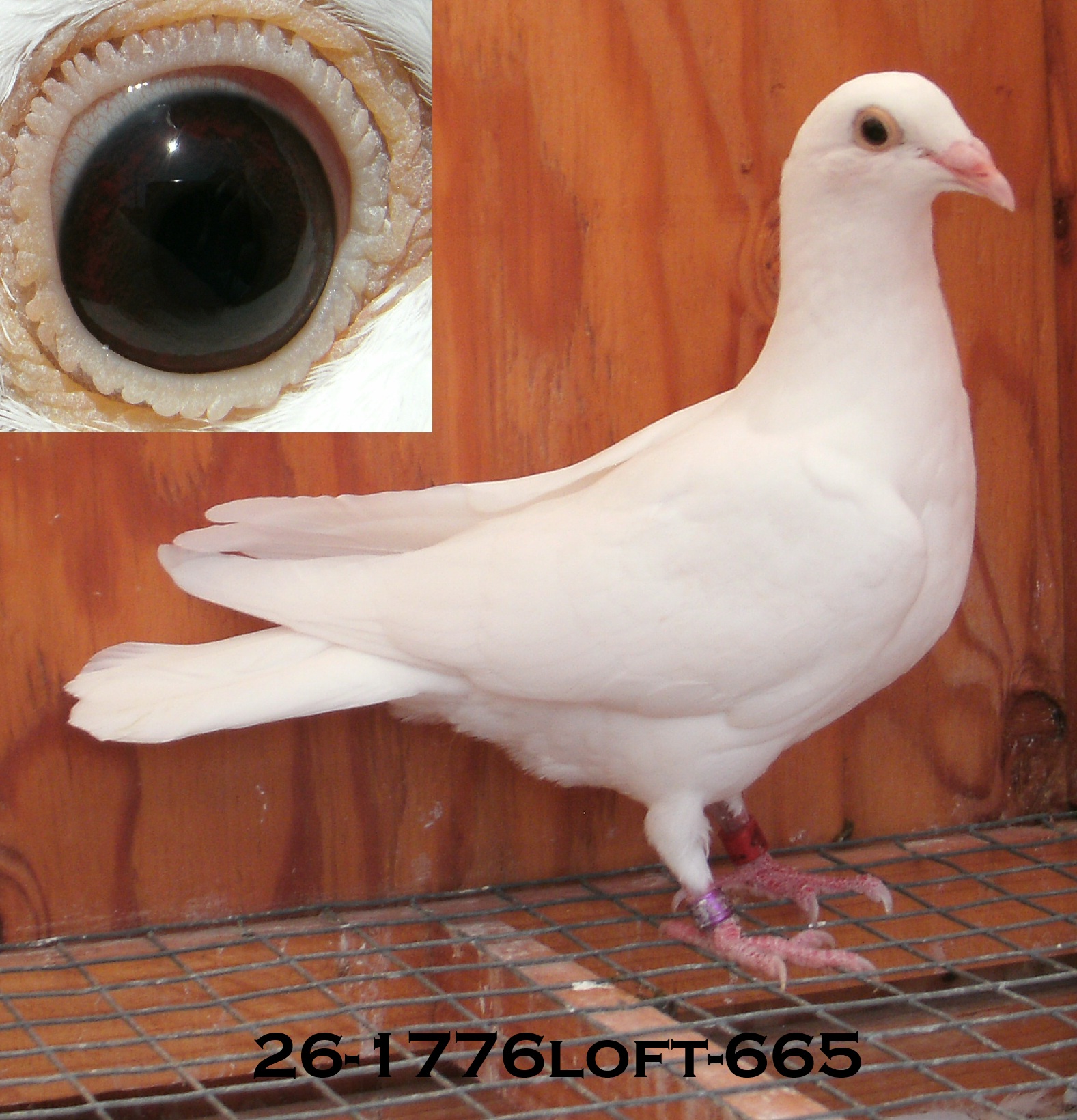 Preview Image 4