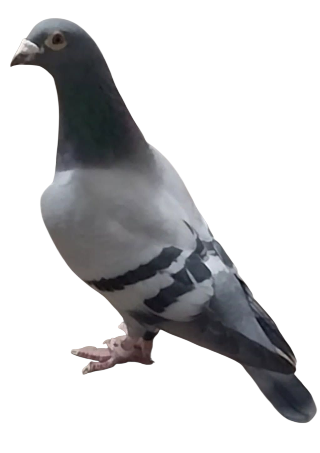 138 XXX 2021 BB COCK