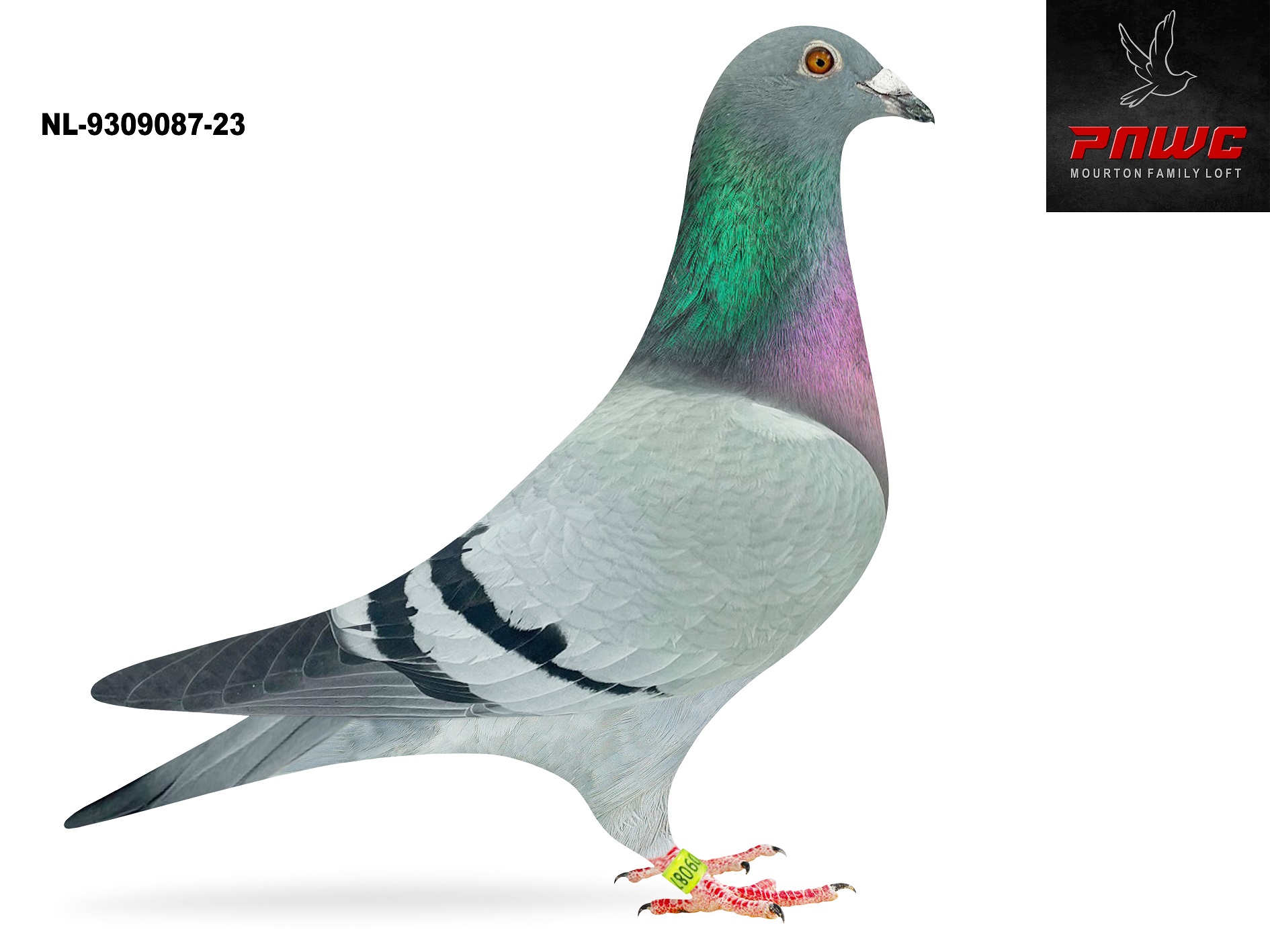 NL-23-9309087 BB HEN