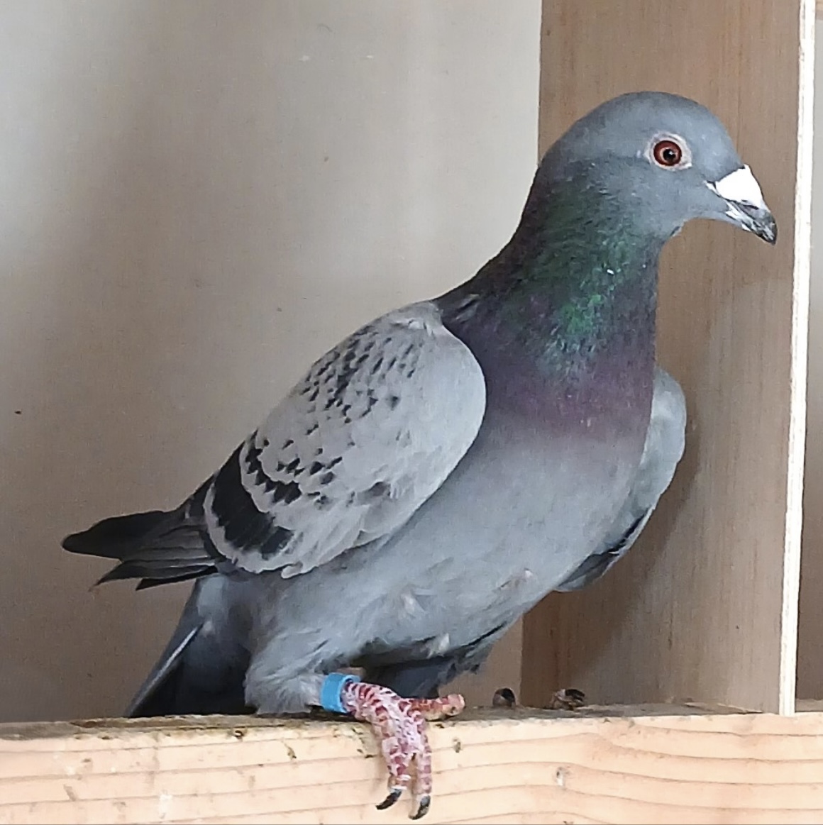 IF 2025 PFSC 50474 BLUE CH COCK