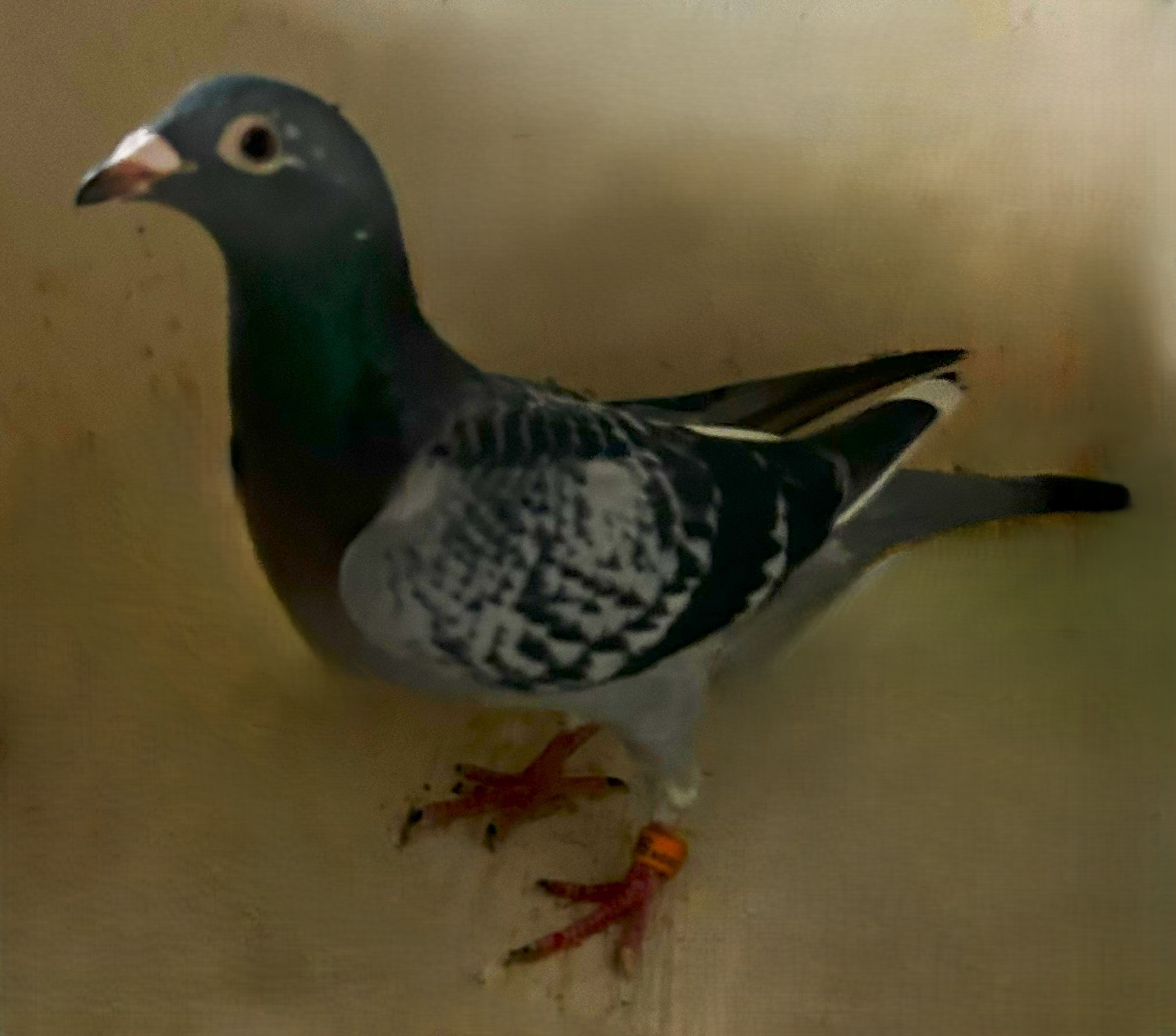 2024 Neil 56016   4Time Best Kittel Dehondemoseau BCWF Hen