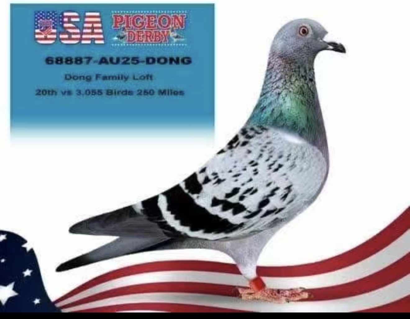 AU-25-Dong Family Loft-68887