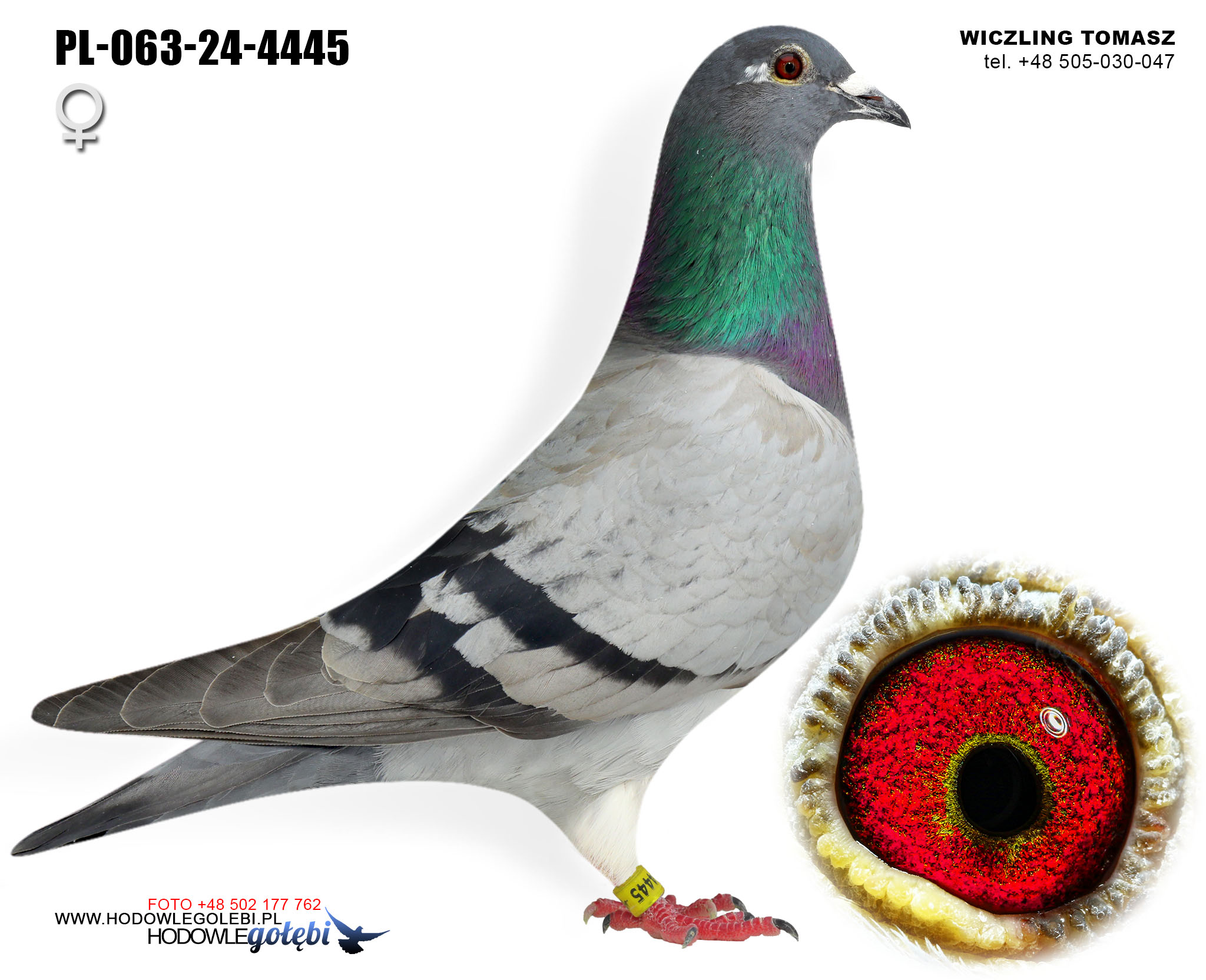 PL-063-24-4445 H