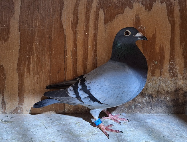 IF 2025 LIN 1091 BB Pencil HEN PURE GEBR. JANSSEN ARENDONK